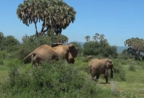 아프리카의 푸른 초원에서 수컷코끼리가 파트너 암컷을 뒤쫓아 가고 있다./Save The Elephants Facebook