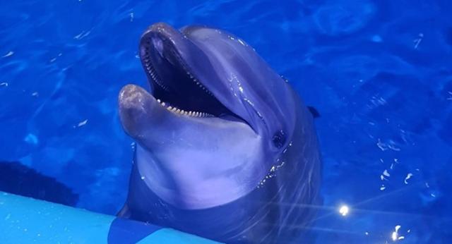 서울대공원 마지막 돌고래였던 태지를 인수한 호반호텔앤리조트 측은 일본 다이지에서 왔다는 이미지를 바꾸기 위해 태지의 이름을 대니로 바꿨다. 호반호텔앤리조트 제공