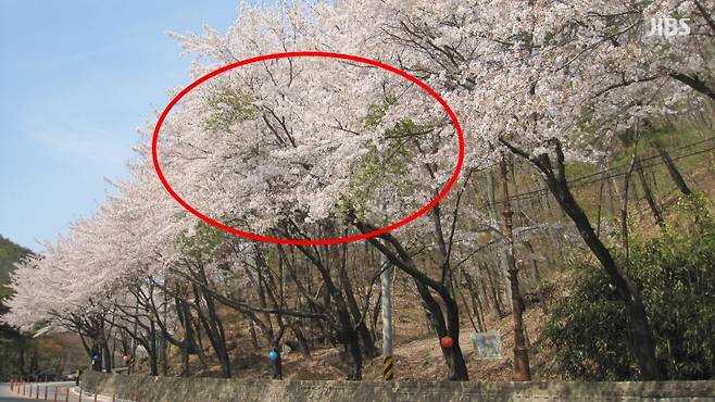 빗자루병에 감염된 벚나무 (사진, 국립산림과학원 난대·아열대산림연구소)