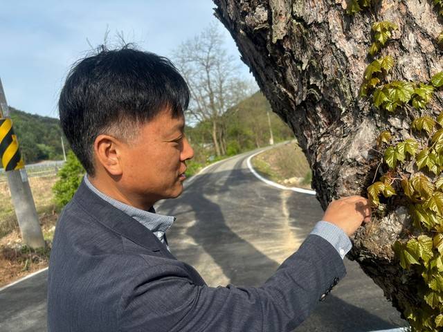 ▲ 윤춘상 홍천군산림조합 행정안전과장은 소나무 옹이 안 나무가 썩어 두릅나무가 뿌리내릴 수 있었을 것이라고 추측했다.