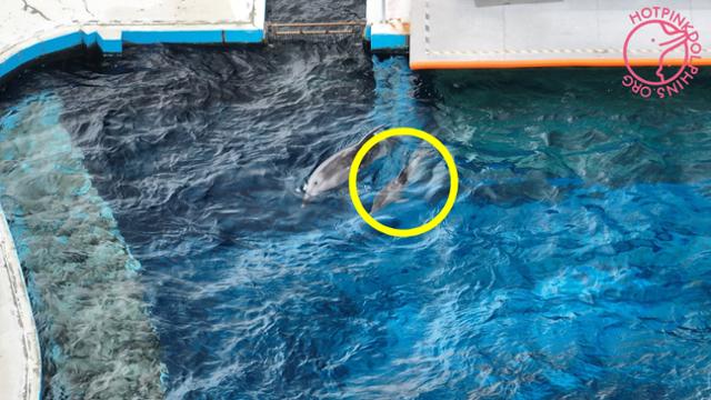 지난 2일 태어난 새끼 큰돌고래의 모습.(노란색 원) 이 돌고래는 지난 2022년 거제씨월드에 들어온 큰돌고래 '아랑'의 새끼로 알려졌다. 핫핑크돌핀스 제공