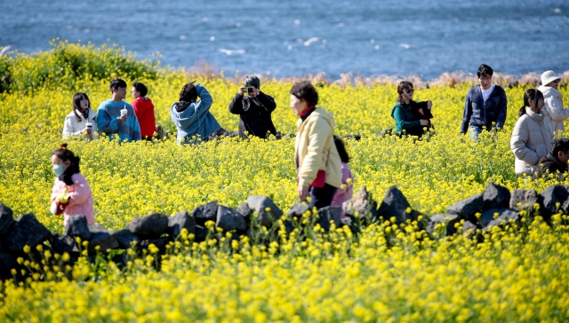 지난 1월 14일 제주 서귀포시 성산읍 성산일출봉 인근 유채꽃밭을 찾은 관광객들. 뉴시스