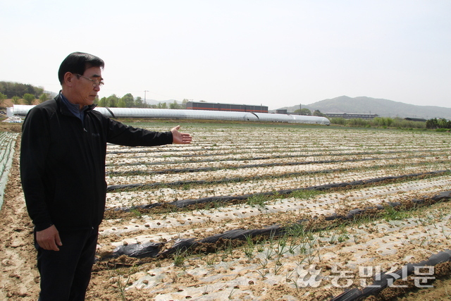 김익현 일죽농협 양파작목회장이 생육 불량 피해가 큰 회원 농가의 양파밭을 둘러보고 있다.