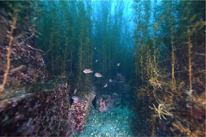 포스코가 철강부산물을 활용해 바다숲 조성 활동을 진행하고 있다. 사진은 포스코가 2020년 5월 울릉도 남양리에 조성한 바다숲 모습(2023년 3월 촬영)