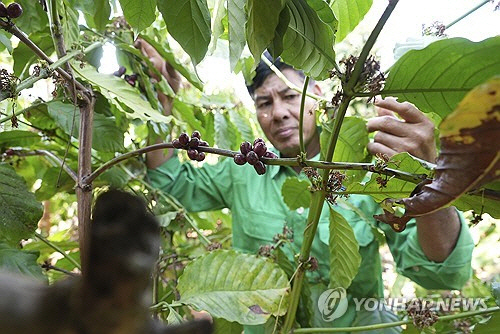 지난 2월 1일(현지시간) 베트남 중부 닥락성의 한 커피 농가에서 농부가 커피 나무를 살펴보고 있다. [AP=연합뉴스]