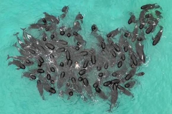 지난해 7월 호주 체인스 해안에 서로 엉켜있는 고래들. 사진=DBCA