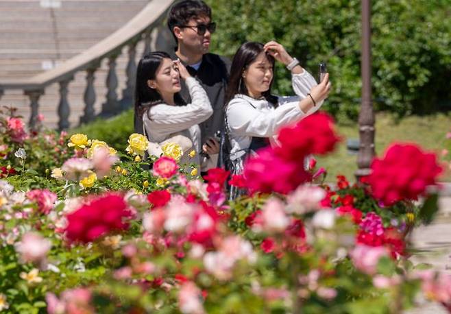 720품종 300만 송이 장미가 만개하는 에버랜드 장미원ⓒ삼성물산