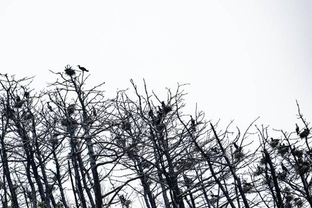 전북 군산시의 한 저수지 인근 야산에 민물가마우지 둥지가 가득하다. 이곳은 군부대와 채석장과 인접해 있어 섬이 아님에도 불구하고 사람이 접근하기 매우 어렵다.