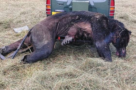 지난해 7월 '닌자 곰' OSO18이 사살된 직후 찍힌 모습. 사진 홋카이도