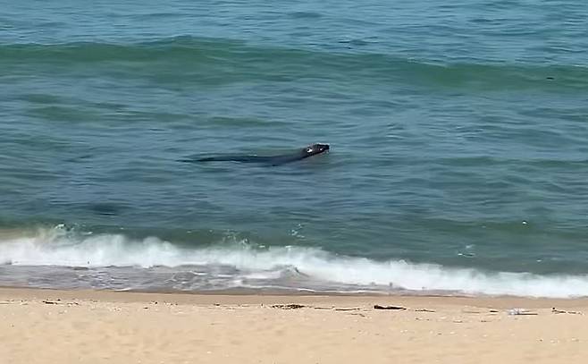 지난 2일 오후 2시 40분쯤 강릉시 강동면 정동진 해수욕장 인근 바다에서 물개 한 마리가 유영하는 모습이 시민의 카메라에 포착됐다. /연합뉴스