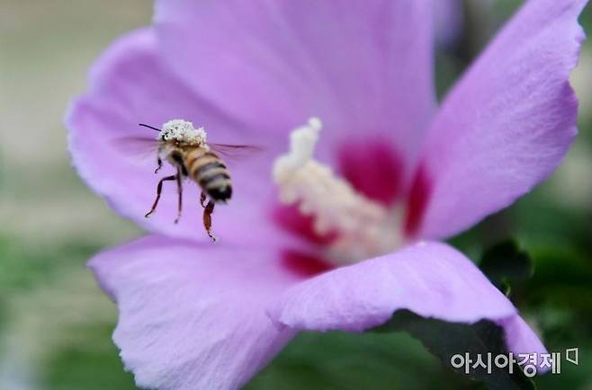 서울 여의도 한강시민공원 인근에 핀 무궁화꽃에 꿀벌이 꿀을 따고 있다./김현민 기자 kimhyun81@