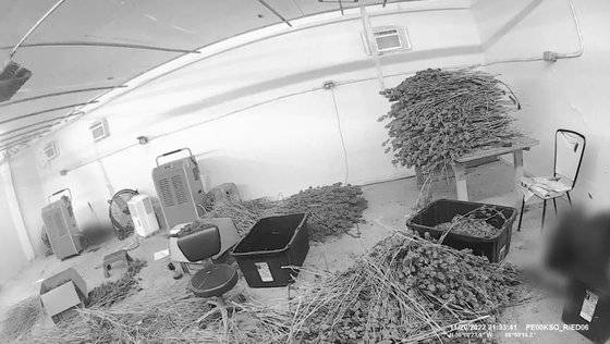 2022년 11월 미국 오클라호마주 킹피셔 카운티의 한 불법 대마초 농장에서 중국인 4명이 사망한 총격 사건이 발생했다. 사건이 발생한 차고 바닥에 대마초 더미와 상자가 널브러져 있다. 프로퍼블리카=킹피셔 카운티 보안관부