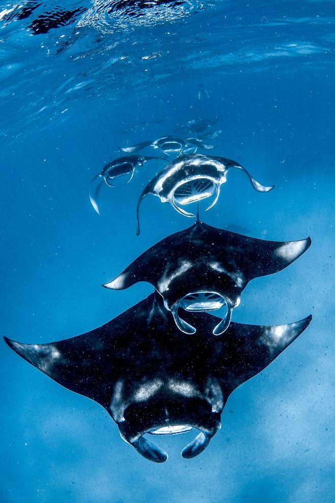 “만타 가오리, 너도 수경 쓴거야?” 신비로운 포시즌스 몰디브 수중 체험