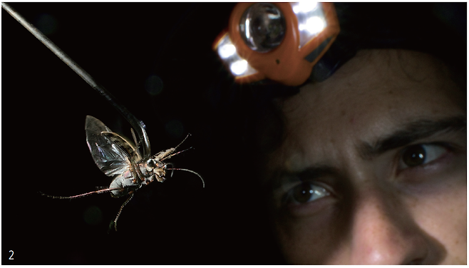 2 미국 플로리다 자연사박물관의 할란 고프 박사가 박쥐 초음파 소리를 들려주자 길앞잡이는 겉 날개와 속 날개를 부딪혀 초음파를 냈다. 이 초음파는 박쥐가 싫어하는 독나방이 내는 것과 비슷했다. 사진 미국 플로리다 자연사박물관