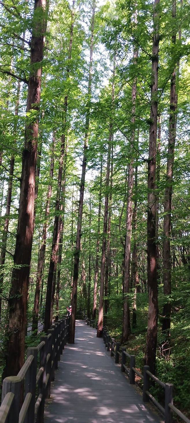 메타세쿼이아 숲길