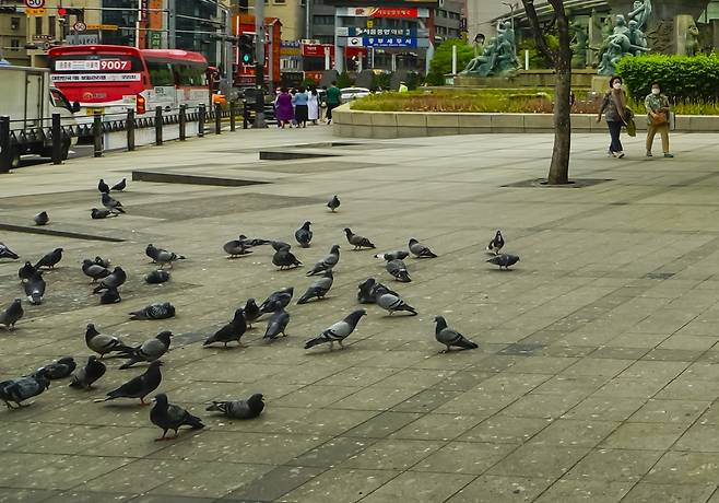 비둘기나 참새 등 새를 마주칠 때 극심한 공포가 느껴진다면 조류공포증일 수 있다./사진=클립아트코리아