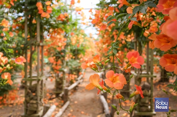 제주의 여름 꽃 중 하나인 능소화. ⓒ비짓제주
