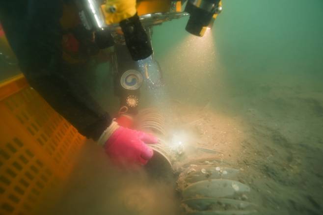 지난 2021년 고군산도 해역에서 청자다발을 수습하고 있는 수중조사원. /국가유산청 제공