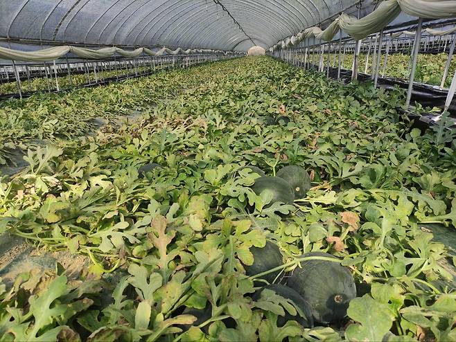 (음성=연합뉴스) 전성훈 기자 = 수박 농가 민봉현씨의 비닐하우스에서 포복재배 방식으로 생육되는 까망애플수박. 2024.6.24. lucho@yna.co.kr