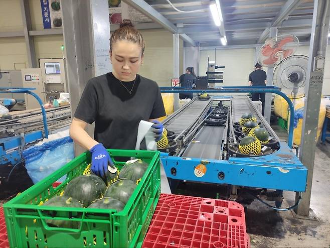 (논산=연합뉴스) 전성훈 기자 = 충남 논산의 농산물산지유통센터(APC)인 모두유통 농업회사법인에서 납품을 준비하는 까망애플수박. 2024.6.24. lucho@yna.co.kr