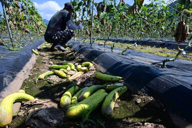 ▲ 최근 외국인 계절근로자 입국이 지연되면서 농촌일손 부족으로 어려움을 겪고 있다. 26일 화천의 한 오이농가에 일손부족으로 수확시기를 놓친 오이가 떨어져 있다. 김정호