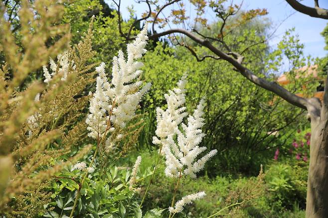 수목원에 심긴 흰색 노루오줌 ‘디아망’.