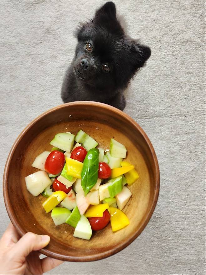 여름 샐러드를 준비할 땐 강아지가 따라다니며 오이와 과일을 얻어 먹는다. /김신회 제공