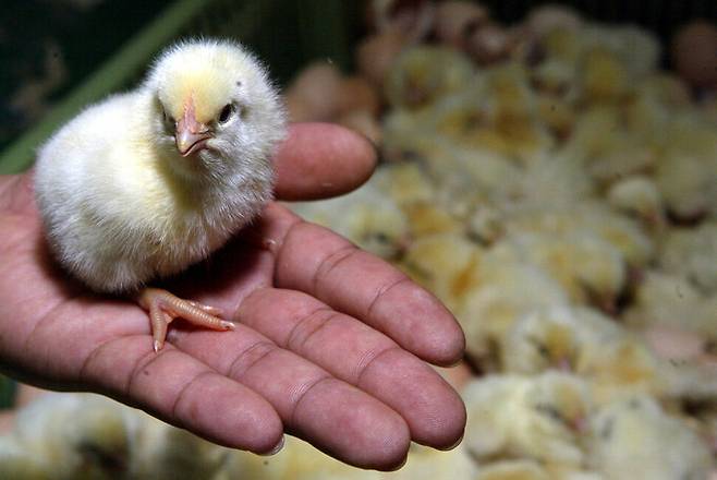 연구소는 국내 산란계 농장에서 부화하는 암수의 비율을 51:49로 추정했다. 병아리 가운데 절반은 부화하자마자 폐기되는 것이다. 이정용 기자 lee312@hani.co.kr