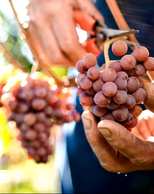 게뷔르츠트라미너. 홈페이지