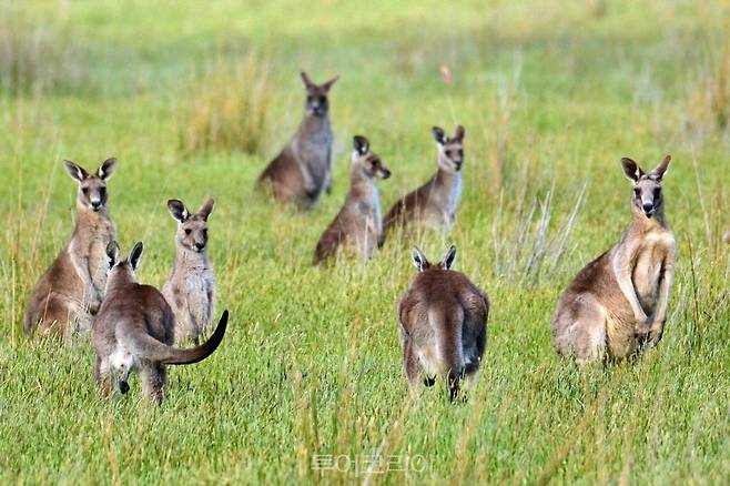 시드니 비스포크 투어_뉴사우스웨일스 서던 하이랜즈/사진출처 – 시드니 비스포크 투어