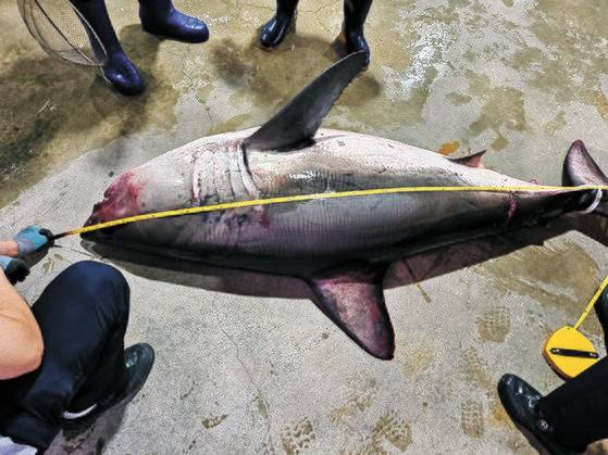 지난 6일 삼척시 임원항 동방 약 3.7km 해상에서 정치망 어선 A호(24t급·승선원 7명)에 그물에 걸려 죽어있는 백상아리 1마리가 발견돼 해경이 피서철 피서객 주의를 당부했다. 사진 연합뉴스