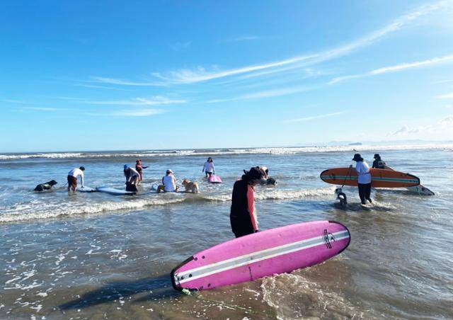 지난 25일 다대포해수육장에서 열린 댕댕서핑(반려견과 서핑). 한국관광공사 제공