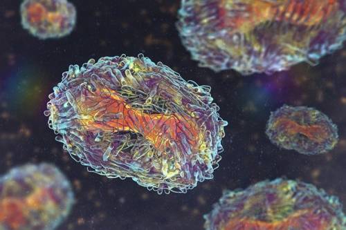 원숭이두창 바이러스가 최근 세계보건기구(WHO)에서 발표한 ‘최우선 순위 병원체’ 목록에 포함됐다. 네이처 제공