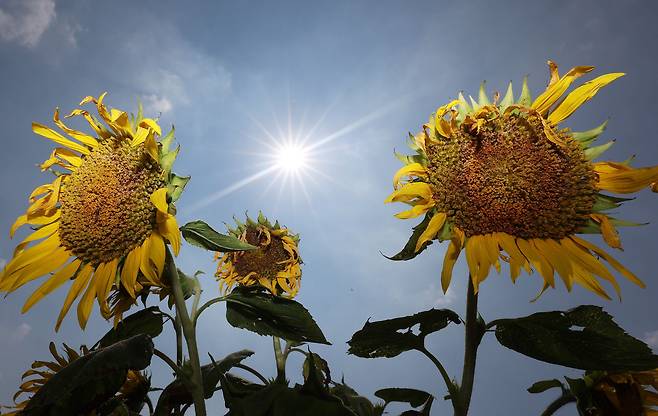 폭염이 이어지고 있는 4일 오후, 경기 수원 탑동시민농장에서 고개 숙인 해바라기 위로 햇볕이 강하게 내리쬐고 있다. /연합뉴스