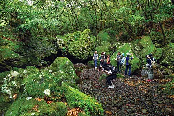 이끼로 뒤덮인 여름날의 신례천. 온통 신록의 세상이다.