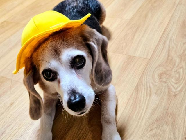 조금씩 장난꾸러기 '비글미'를 갖춰가고 있는 용20. 비글구조네트워크 제공