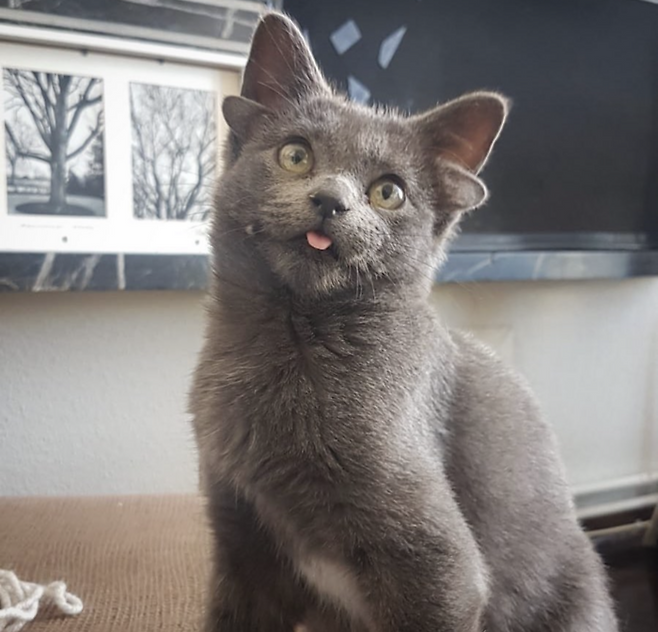 귀 4개를 가진 튀르키예(터키) 고양이 '미다스'(러시안블루 종). 사진=미다스 인스타그램 캡처