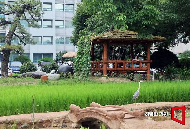 울산시청 앞마당에는 논과 실개천과 원두막이 있다. 논에는 벼가 자라고 논두렁에는 두루미 한 마리가 거닐고 있다. 사진=허영한 기자
