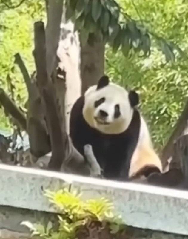 남의 집(허허네집) 담 너머로 고개를 내미는 푸바오의 도발적 모습