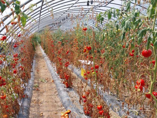 연작장해를 입은 포항시 북구 죽장면 토마토 밭 모습. 포항시의회 제공