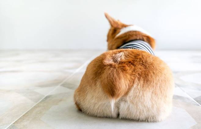 강아지 엉덩이를 통해 항문낭액이 차 있는지, 암컷 강아지가 발정기인지, 사람과의 친밀도는 얼마나 되는지를 확인할 수 있다./사진=게티이미지뱅크