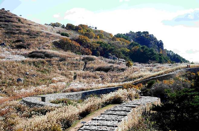 화왕산 정상에 펼쳐지는 은빛 억새 물결/사진-창녕군