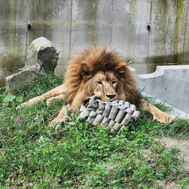 완연한 수사자의 모습을 회복한 청주동물원 바람이. 청주동물원 제공