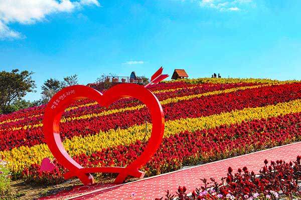 여름꽃 맨드라미가 만개한 신안 병풍도. 9월 11일부터 10월 13일까지 맨드라미 축제가 열린다.