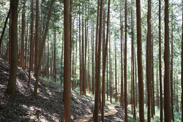 부귀 편백숲산림욕장 산책로. ⓒ박준규