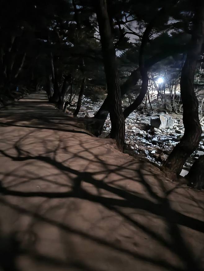 2022년 2월 20일 새벽 통도사 입구 무풍한송로의 소나무 가지가 밝은 달빛에 그림자를 드리운 모습. /김한수 기자