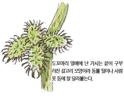 우리 주변 식물들의 비밀 이야기 54 도꼬마리