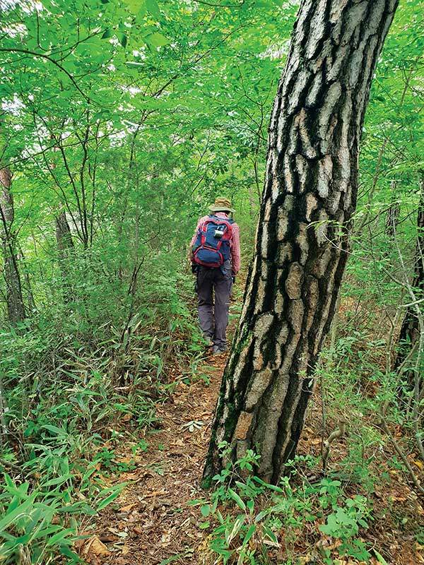 봉황산 소나무, 조릿대 길.