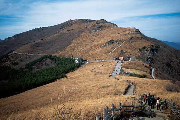 간월재에는 대규모 억새군락지가 있다.