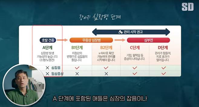 심장병의 단계는 A단계부터 B1, B2, C, D로 나뉜다. (에스디동물의료센터 유튜브 채널 갈무리) ⓒ 뉴스1